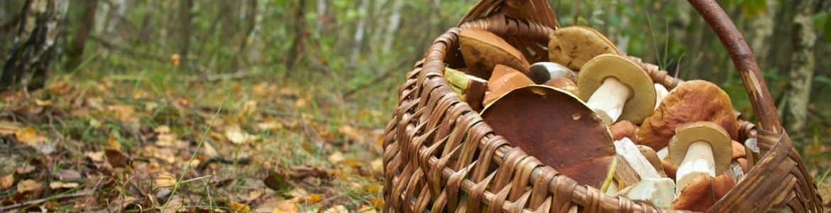 Cesta llena de setas en mitad del bosque