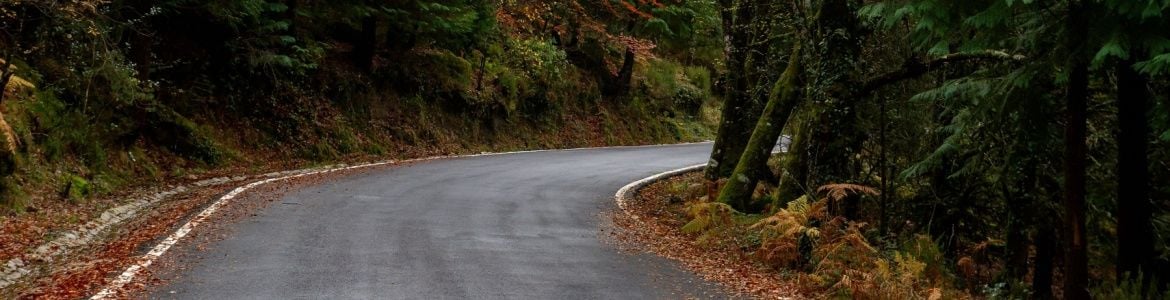Estrada Floresta de Albergaria Portugal