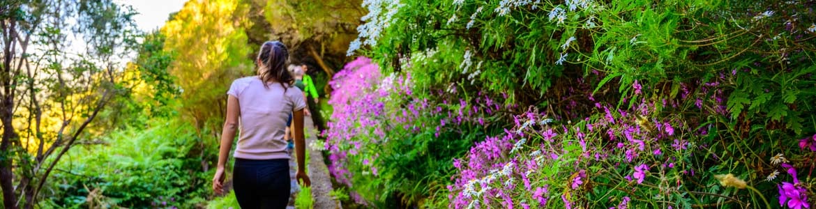 centauro levada das fontes madera