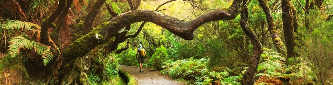 Levadas Madeira tropiska skogar biluthyrning