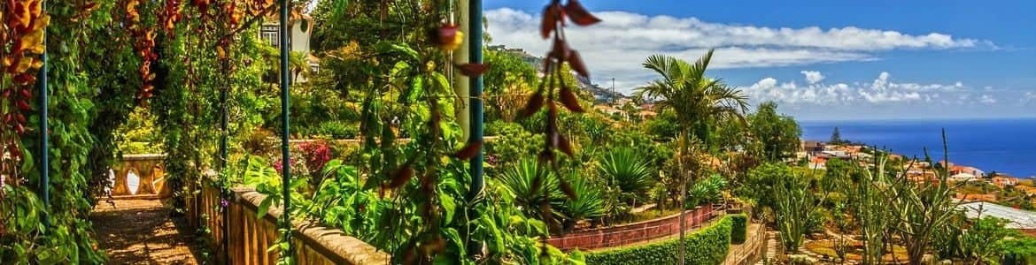 Jardí botànic madeira lloguer cotxes