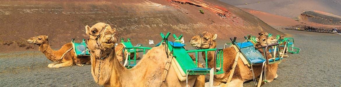 Kamelvandring i Timanfaya Park Lanzarote Centauro Rent a Car