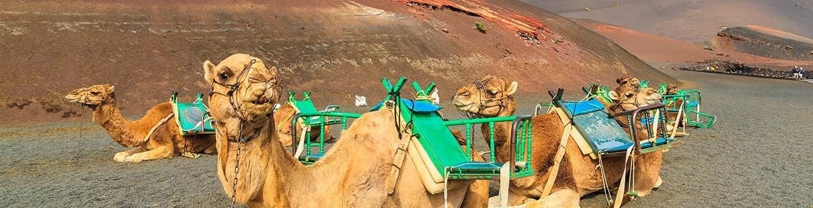 Kamelvandring i Timanfaya  Park Lanzarote Centauro Rent a Car